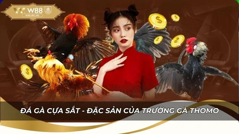 Hình thức đá gà cựa sắt - Đặc sản của đá gà Thomo