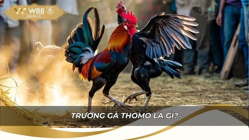 Tìm hiểu nguồn gốc và vị trí địa lý của trường gà Thomo
